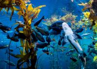 Busy Kelp Forest 